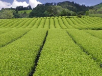 Bio Matcha Hananokaori, Ceremonial Grade, Super-Premium 3 Bio Matcha Hananokaori, Ceremonial Grade, Super-Premium – Bild 3