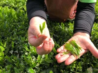 Bio Matcha Hananokaori, Ceremonial Grade, Super-Premium 4 Bio Matcha Hananokaori, Ceremonial Grade, Super-Premium – Bild 4