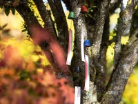 Windspiel, Furin Hamon Orange 7 Windspiel, Furin Hamon Orange – Bild 7